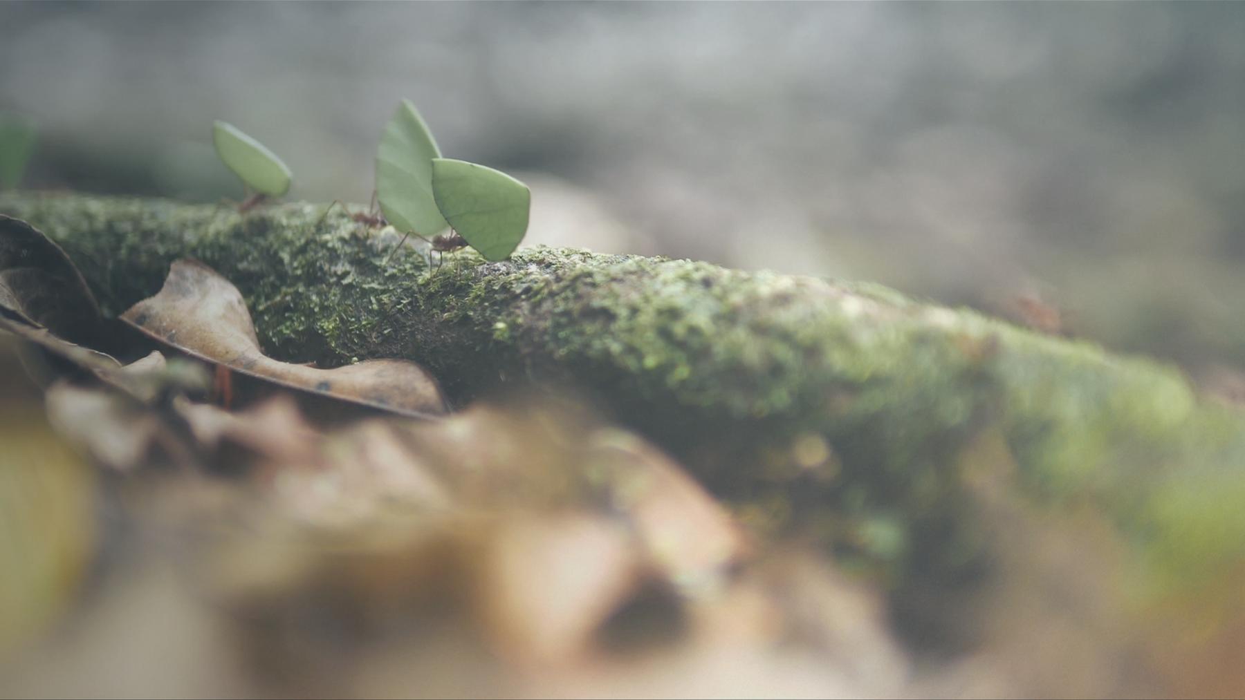 Tödliche Naturgewalten - Hitzekatastrophen