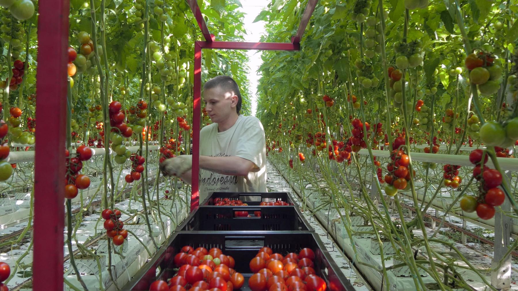 Der Weg der Tomate - Vom Feld in die Welt