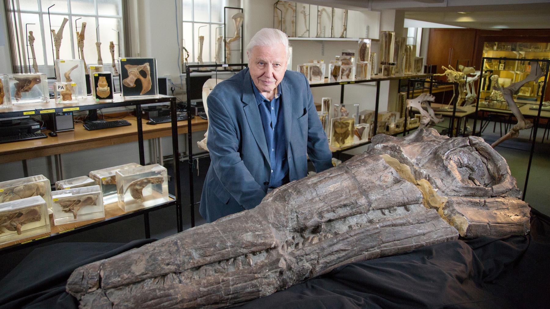 David Attenborough - Auf den Spuren des Seedrachen