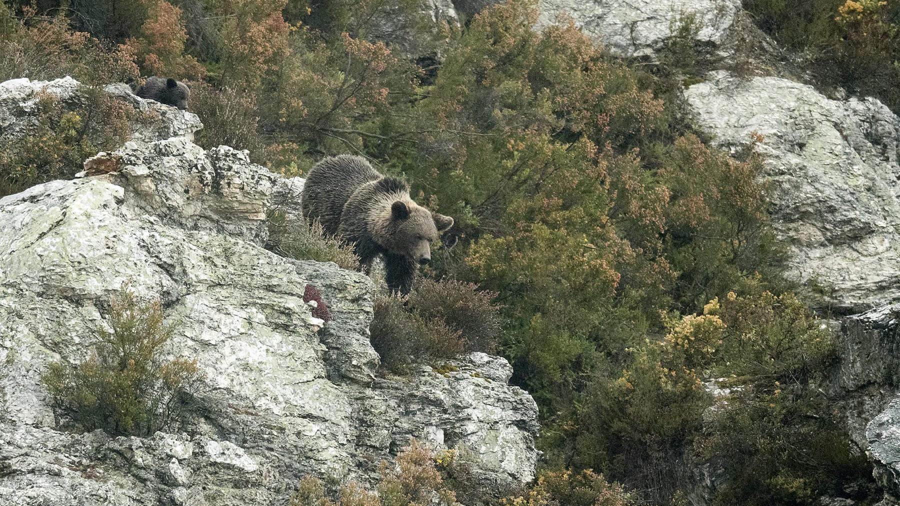 Im Reich der Bergbären
