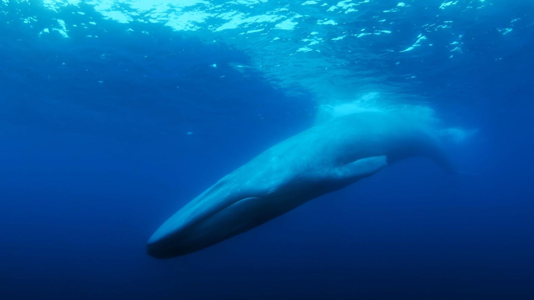 Der einsamste Wal der Welt