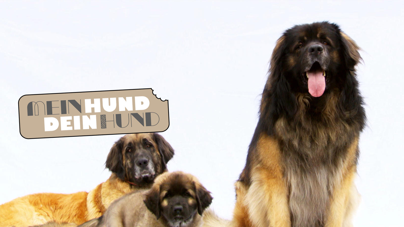 Top Dog Germany Der beste Hund Deutschlands im Online Stream ansehen