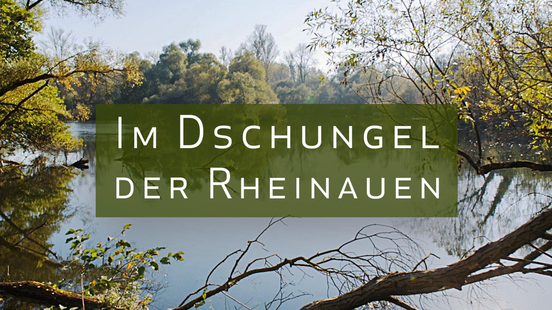 Im Dschungel der Rheinauen