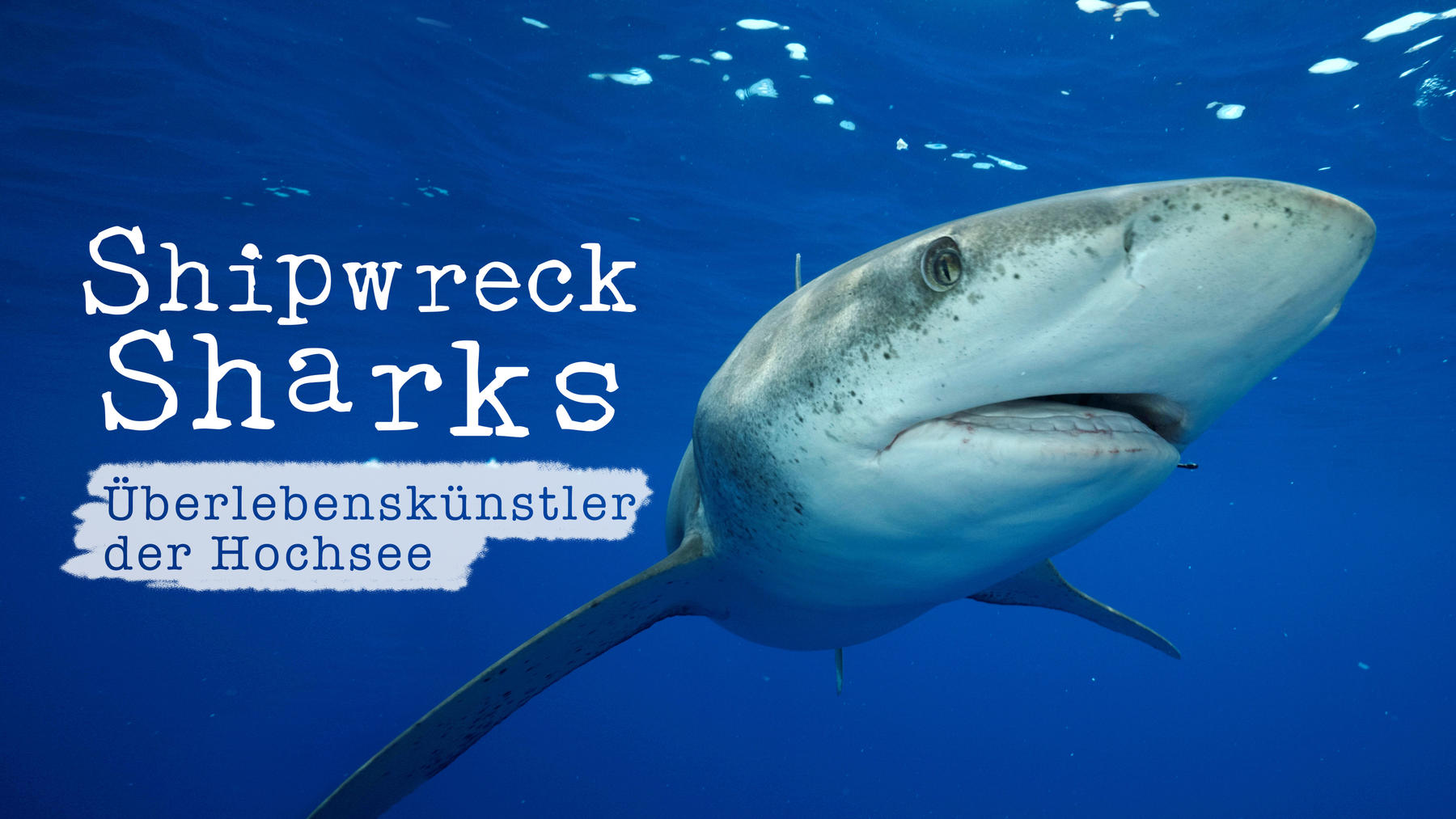 Shipwreck Sharks - Überlebenskünstler der Hochsee