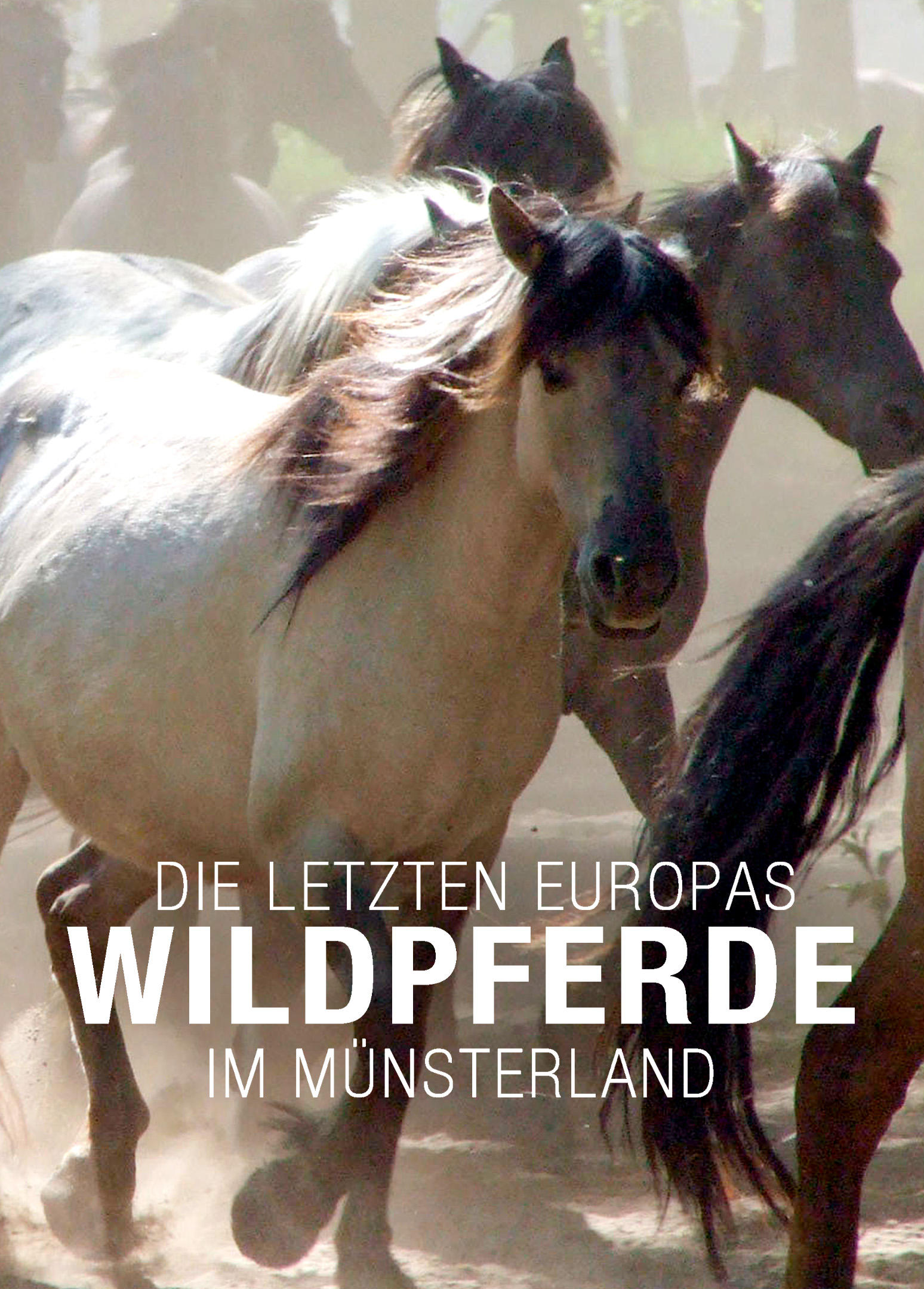 Die letzten Europas: Wildpferde im Münsterland
