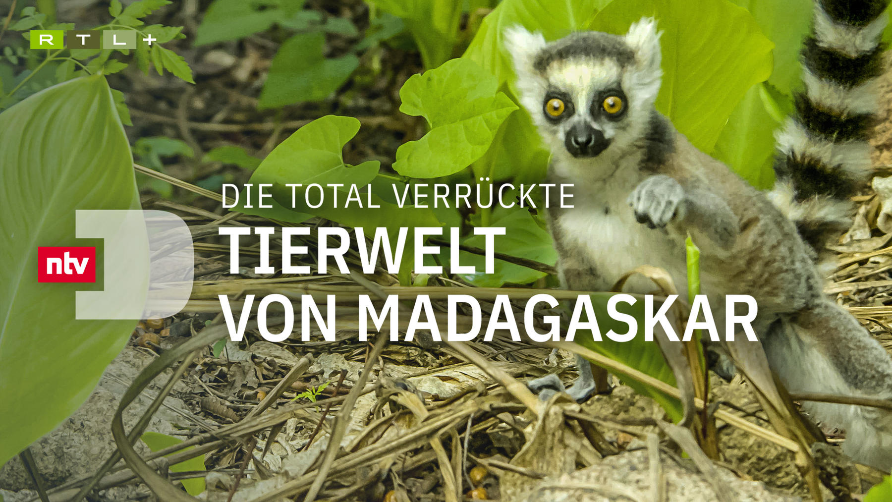 Die total verrückte Tierwelt von Madagaskar