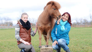 Mini-Shetland-Pony "Gijs"