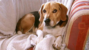 Beagle "Oskar" / Tibet-Terrier "Cosmo"