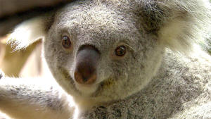 Das Koala-Baby soll gewogen werden