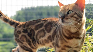 Thema heute u.a.: Die Bengalkatze - der Mini-Leopard fürs Wohnzimmer