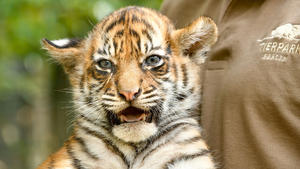 Thema heute u.a.: Tigerbabys