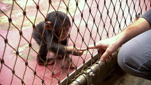 Thema heute u.a.: Schimpansenbaby "Dayo"