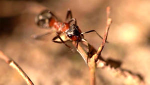 Thema u. a.: Ameisen umsiedeln