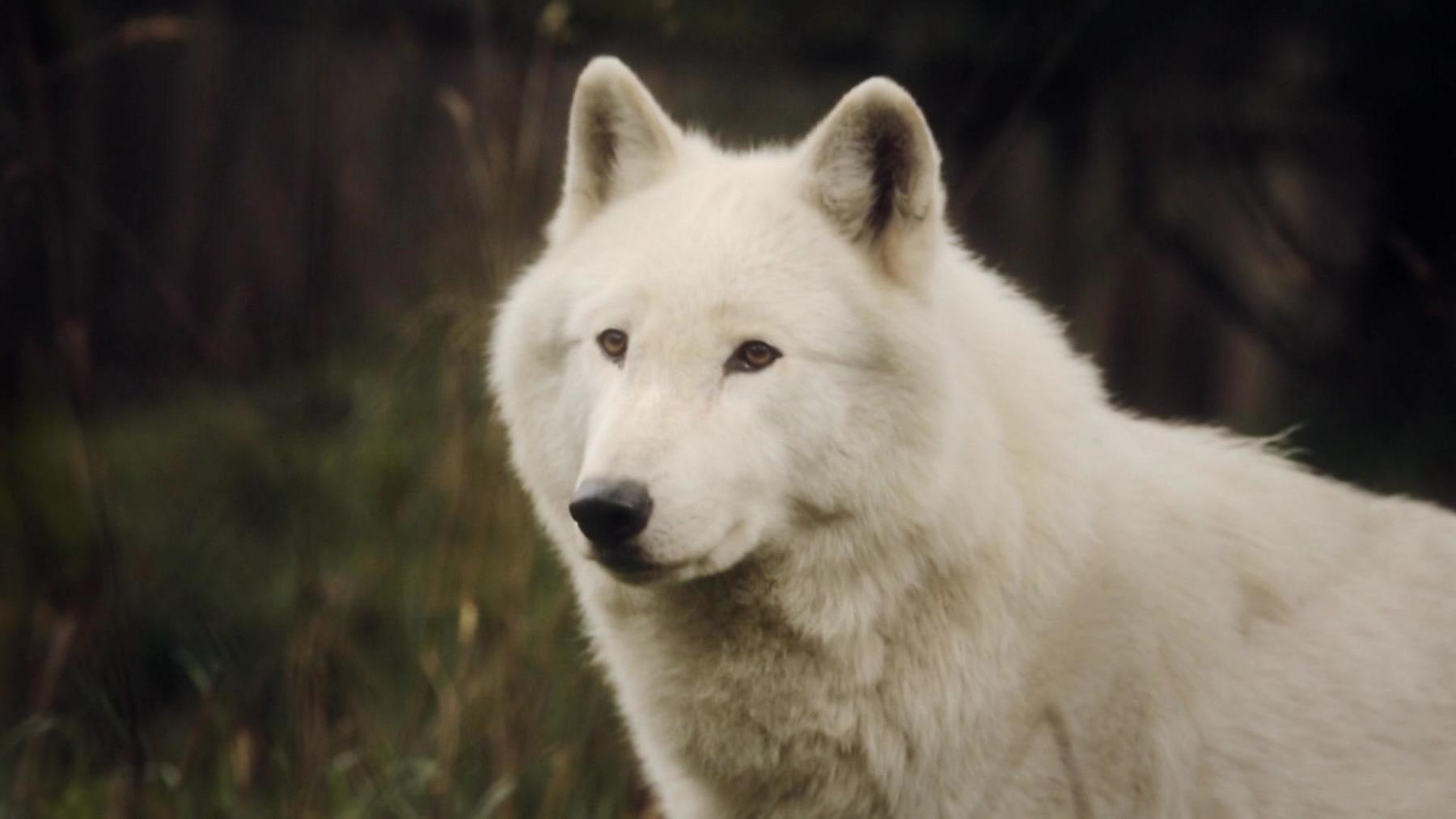 Die Heimkehr der Wölfe im Online Stream | RTL+