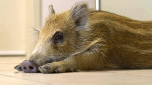 Thema u.a.: Wildschweinbaby "Gerti"