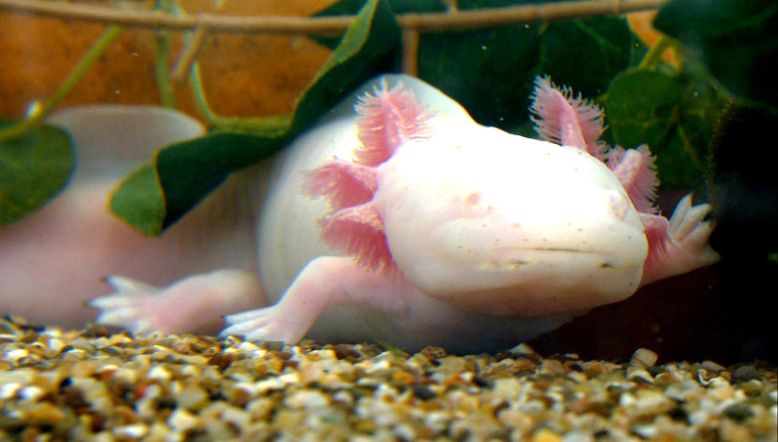 Axolotl - Wunder der Natur!