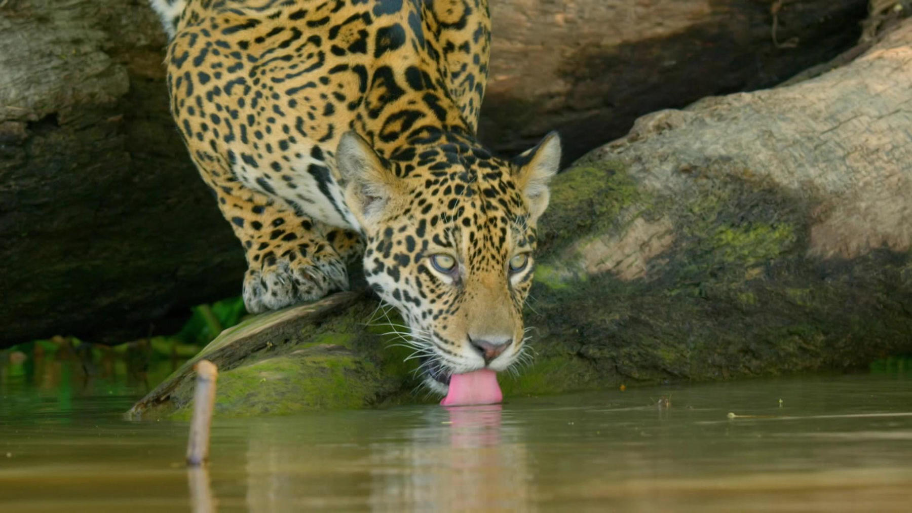 Wildes Pantanal - Jaguarland im Online Stream | RTL+