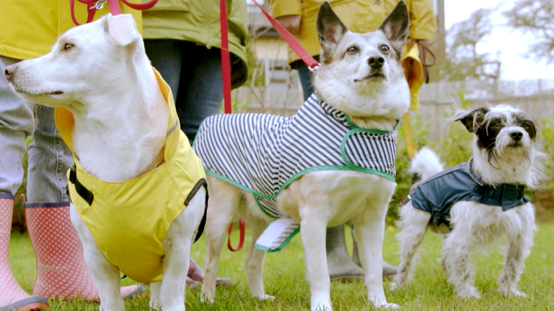 Heute u.a.: Hunderegenjacken im Test