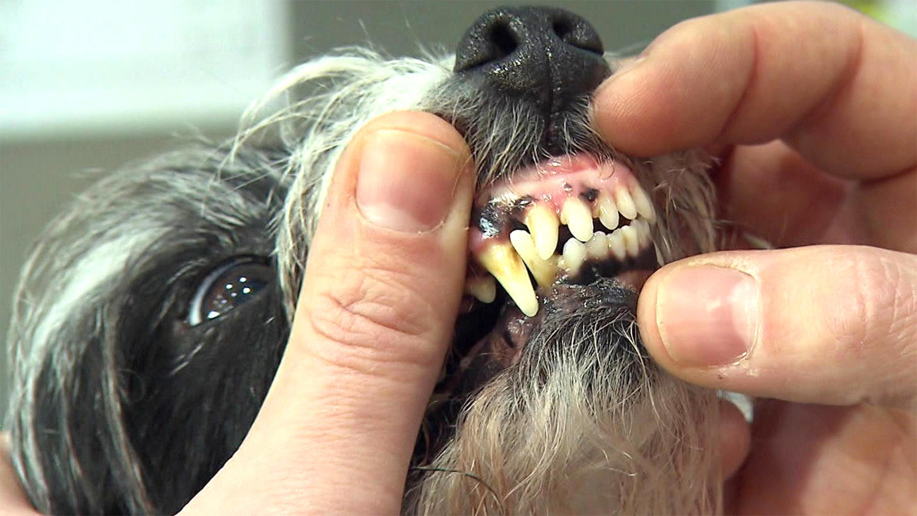 Heute u.a.: Zahnpflege-Tipps für Hunde