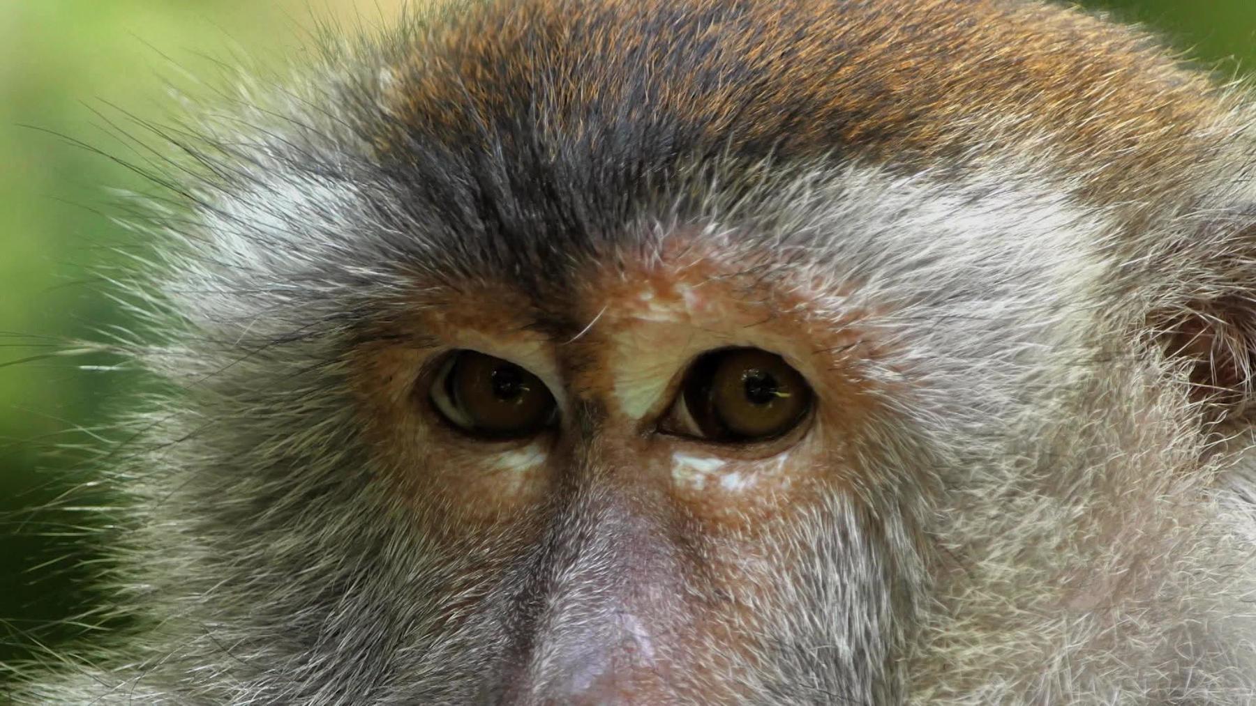 Affen - unsere engsten Verwandten im Online Stream | RTL+