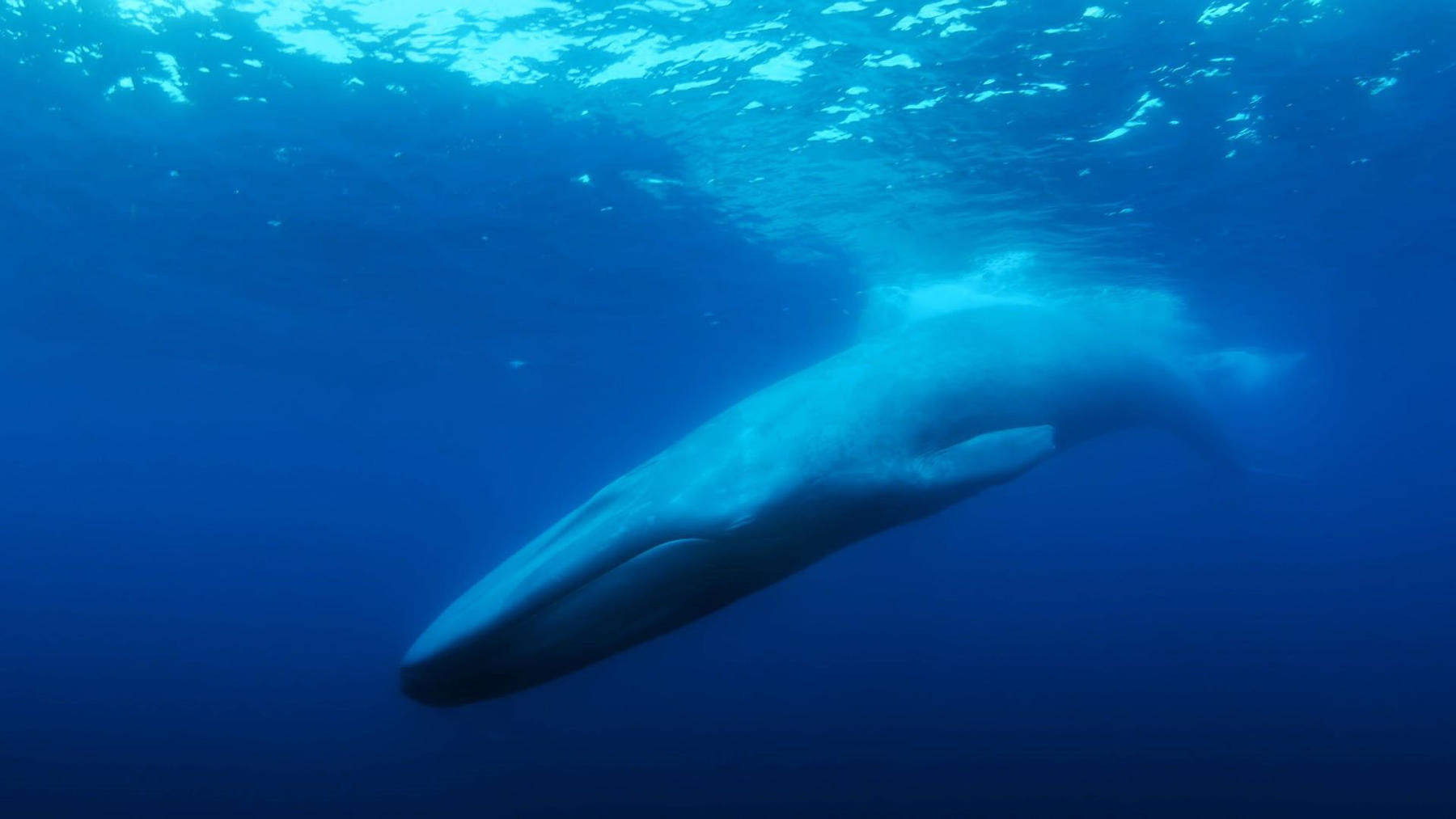 Der einsamste Wal der Welt | Der einsamste Wal der Welt | RTL+