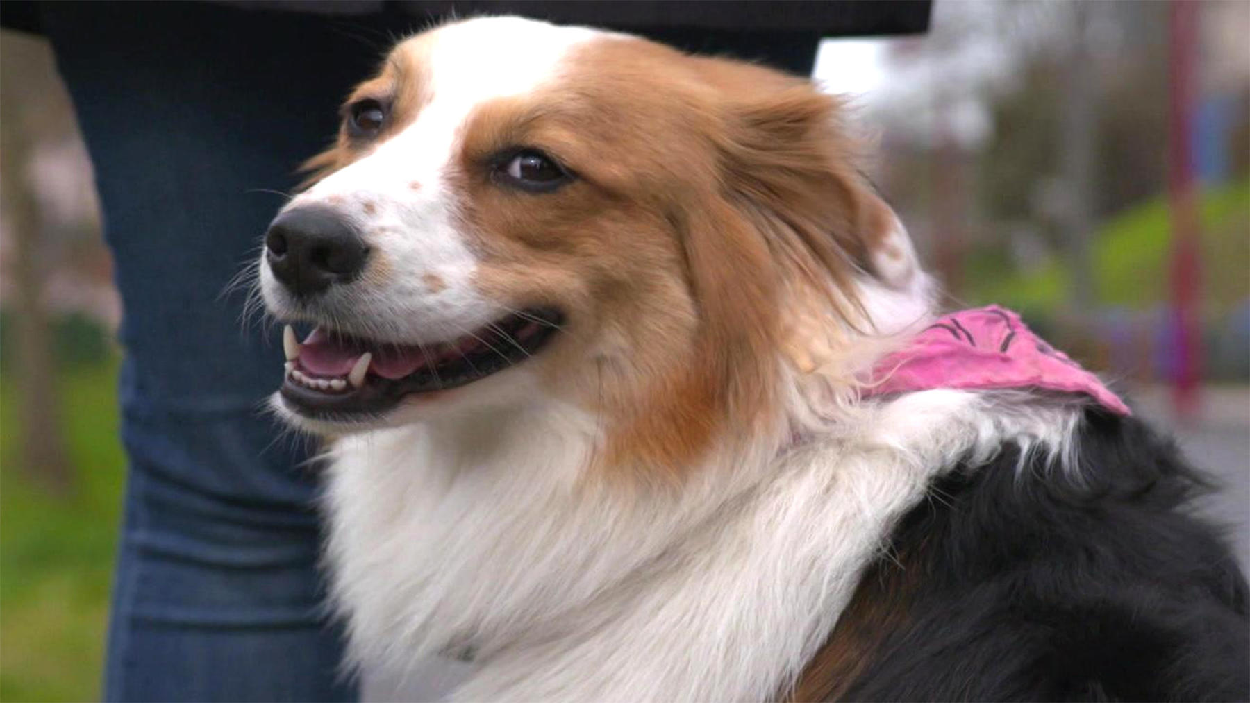 U.a.: Hündin Chinook rastet bei Hundebegegnungen aus