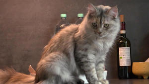 U. a.: Maine Coone Katze Carnie trauert um ihre Gefährten