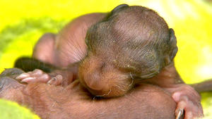 Zweite Chance für Baby-Eichhörnchen
